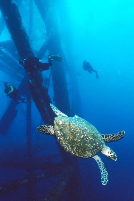 Many marine creatures vanish after oil companies opt out of maintaining their dormant platforms © Louisiana Department of Wildlife and Fisheries